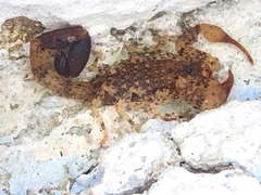 Tityus mattogrossensis