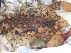 Tityus mattogrossensis