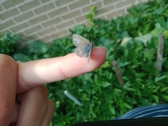 Zizina otis labradus