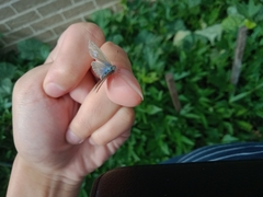 Zizina otis labradus