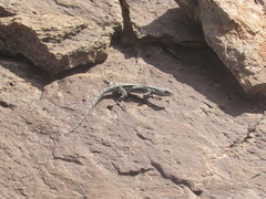 Urosaurus ornatus schottii