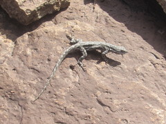 Urosaurus ornatus schottii