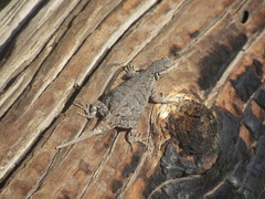 Urosaurus ornatus schottii