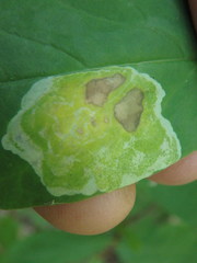 Leucanthiza dircella