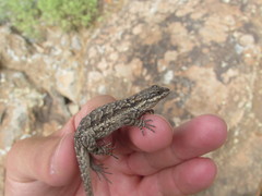 Urosaurus ornatus schottii