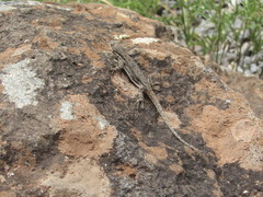 Urosaurus ornatus schottii