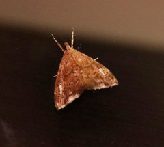 Scybalistodes periculosalis