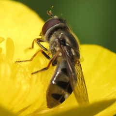 Platycheirus stegnus