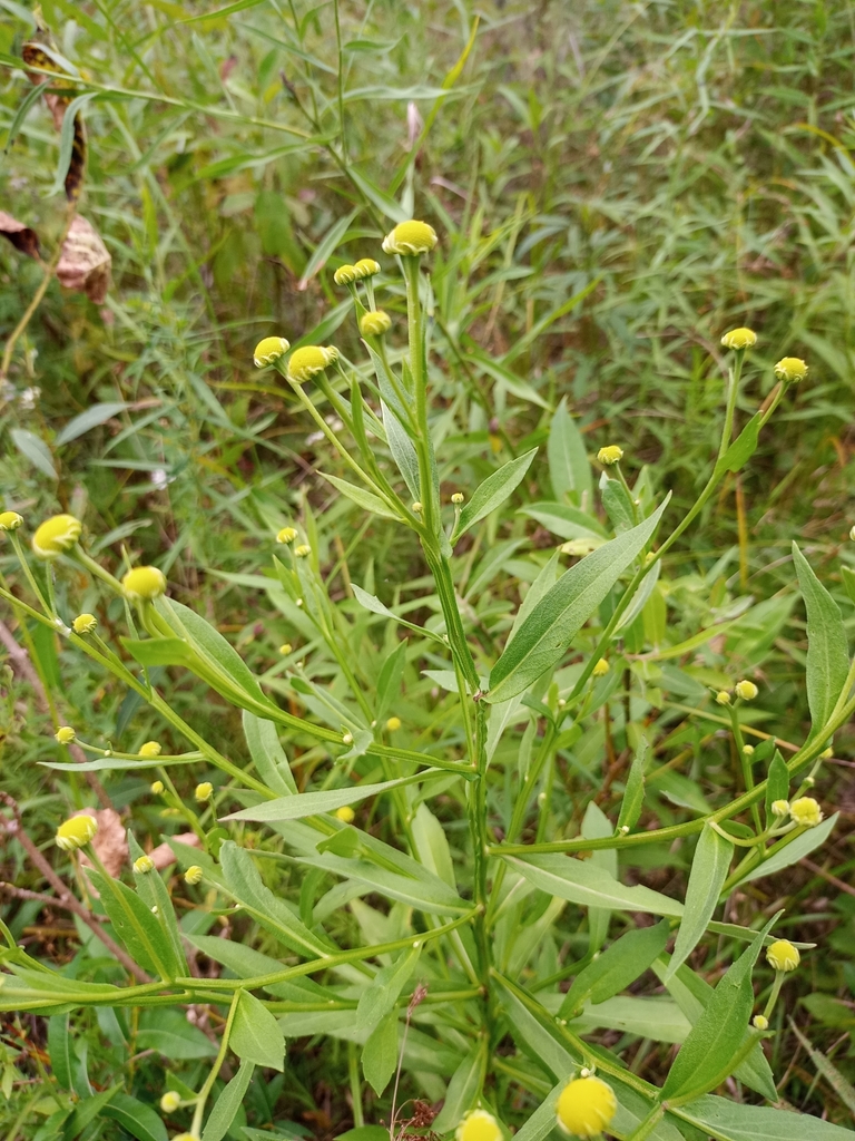 Helenium autumnale, Ontario, CA