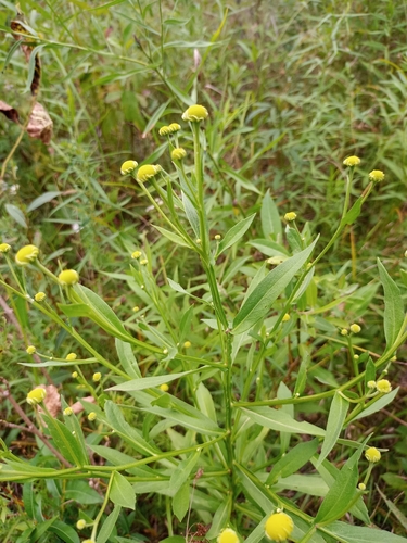 common sneezeweed (Helenium autumnale)