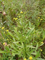 Sneezeweed