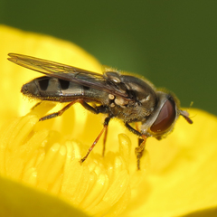 Platycheirus stegnus