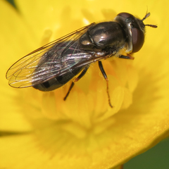 Platycheirus stegnus