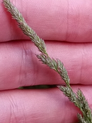 Muhlenbergia mexicana