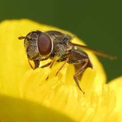 Platycheirus stegnus