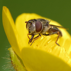 Platycheirus stegnus