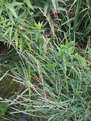 Muhlenbergia mexicana