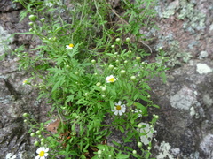 Perityle coronopifolia