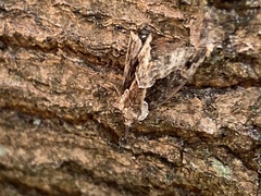 Hypena manalis