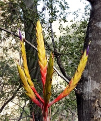 Tillandsia inopinata