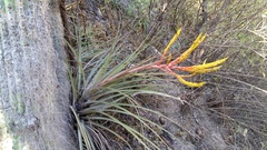 Tillandsia inopinata