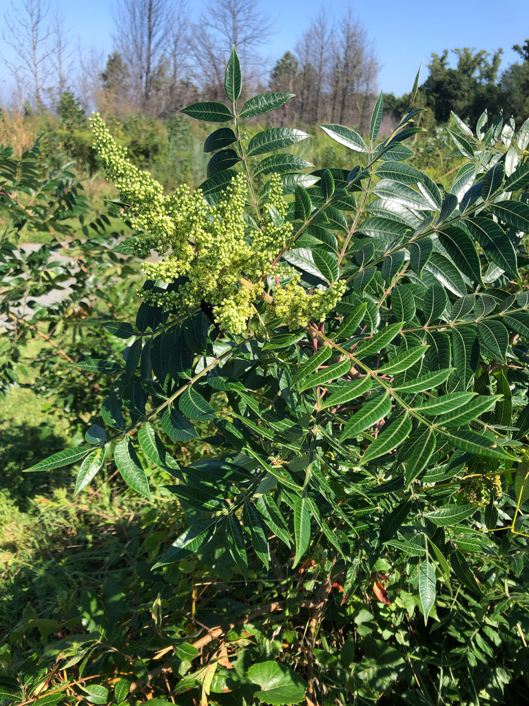 shining sumac from Eastern Neck National Wildlife Refuge, Kent