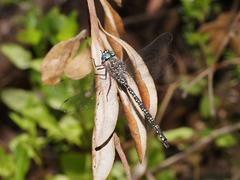 Austroaeschna ingrid