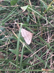 Macrochilo litophora