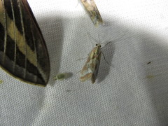 Noctueliopsis aridalis