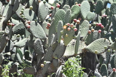 Opuntia streptacantha