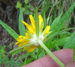 Verbesina longifolia