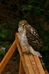 Accipiter cooperii