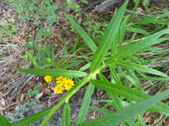 Verbesina longifolia
