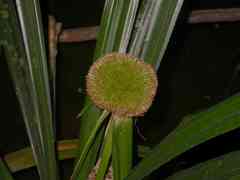 Thurnia sphaerocephala