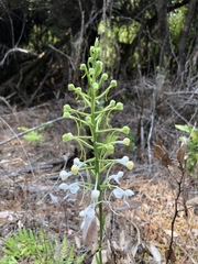 Platanthera blephariglottis conspicua