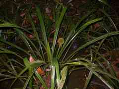 Thurnia sphaerocephala