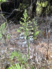 Platanthera blephariglottis conspicua