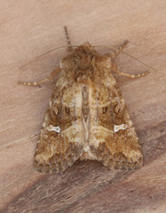 Lacinipolia stricta