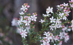 Philotheca verrucosa