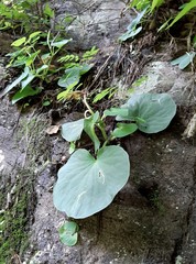 Peperomia asarifolia