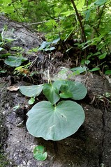 Peperomia asarifolia