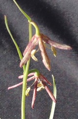 Fritillaria atropurpurea