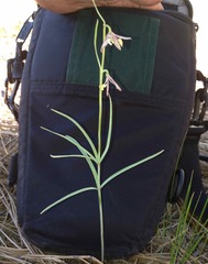 Fritillaria atropurpurea