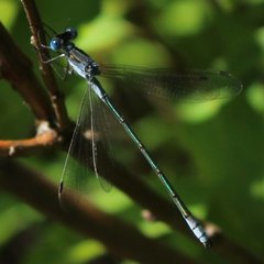 Lestes dryas