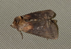 Abrostola triplasia