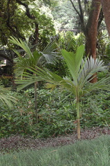 Areca ipot