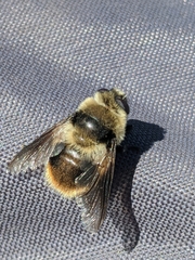 Oestrinae
