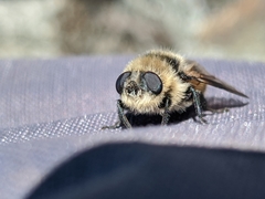 Oestrinae