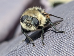 Oestrinae