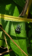 Paraphidippus aurantius